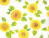 Zip Tac - Sunflower